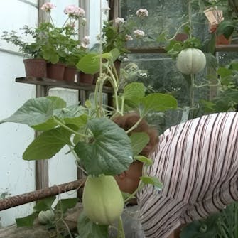 cantaloupe melon i drivhus cantaloupe melon i drivhus